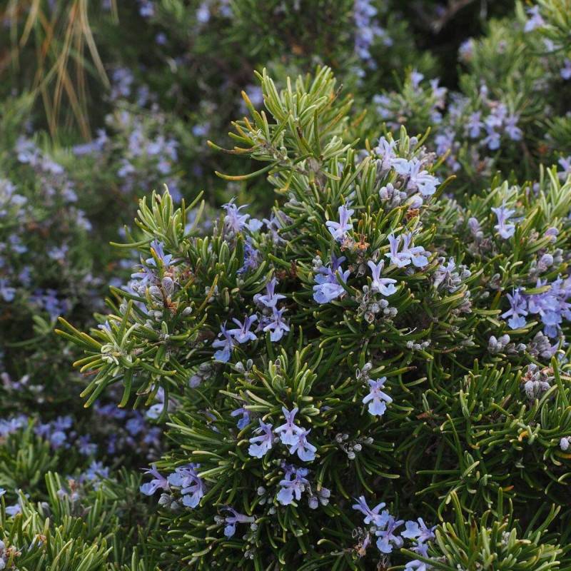 Romarin prostré à fleurs Bleue - feuillage Persistant - Godet - 5/20 cm-  hauteur à maturité De 0,15 m à 0,50 m - Imagen 2