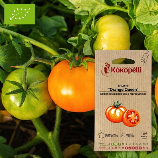 Tomate Orange Queen- Graines bio à semer - Image 1