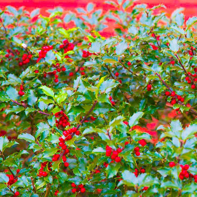 10 Houx (Ilex Aquifolium) - Haie de Houx -  - Pépinières Naudet - Image 2