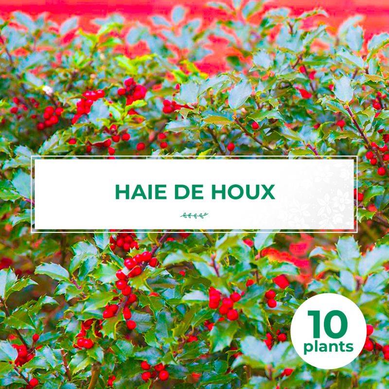 10 Houx (Ilex Aquifolium) - Haie de Houx -  - Pépinières Naudet - Image 1