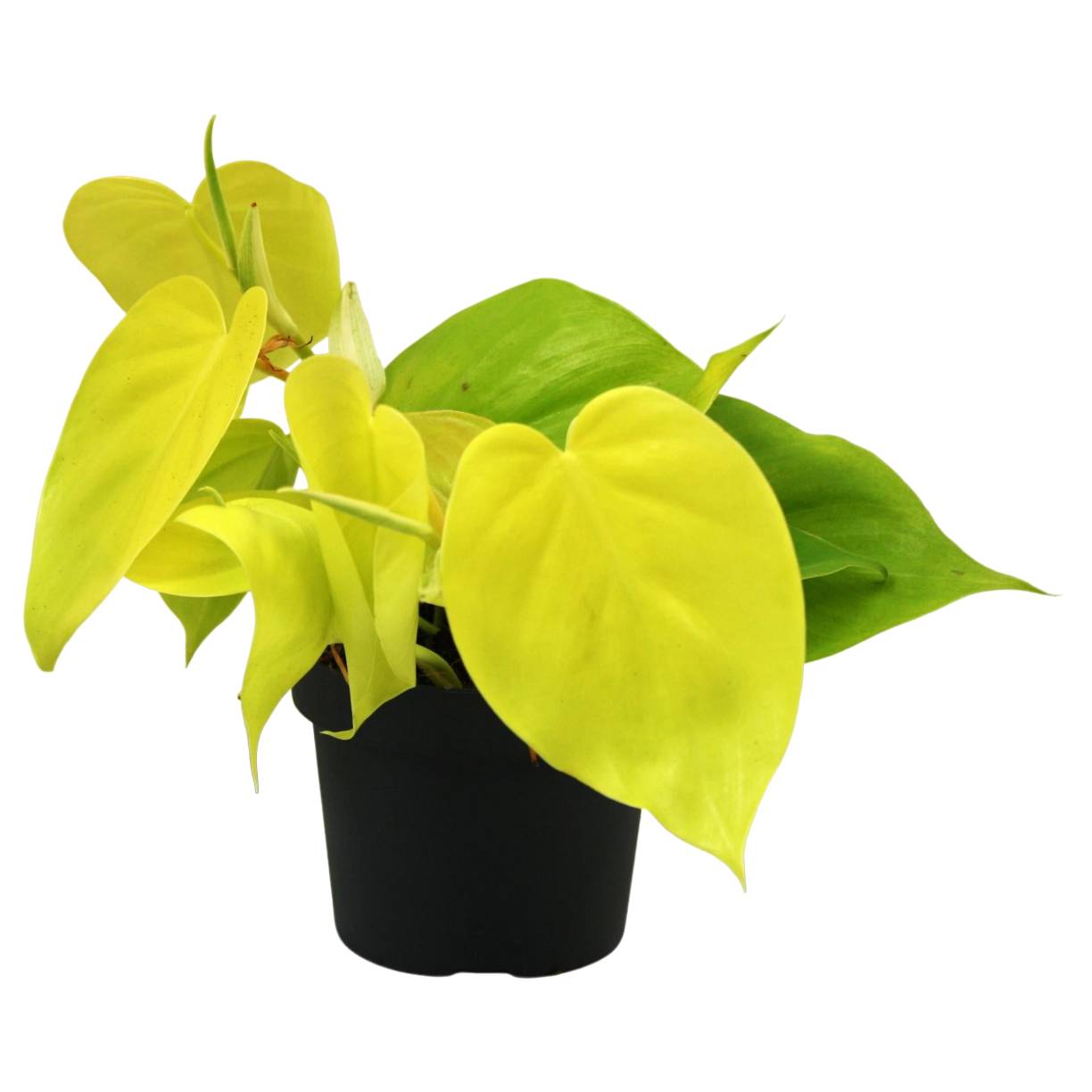 Philodendron Lime 20cm - Plante d'intérieur- La Green Touch