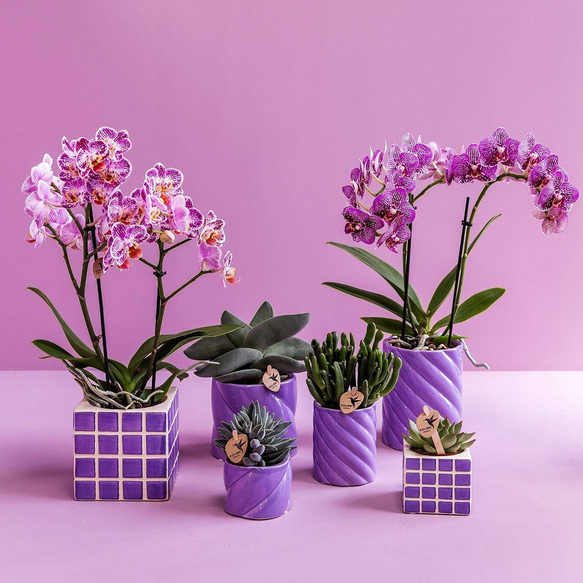 Pot décoratif Mosa Lilac- La Green Touch - Image 2
