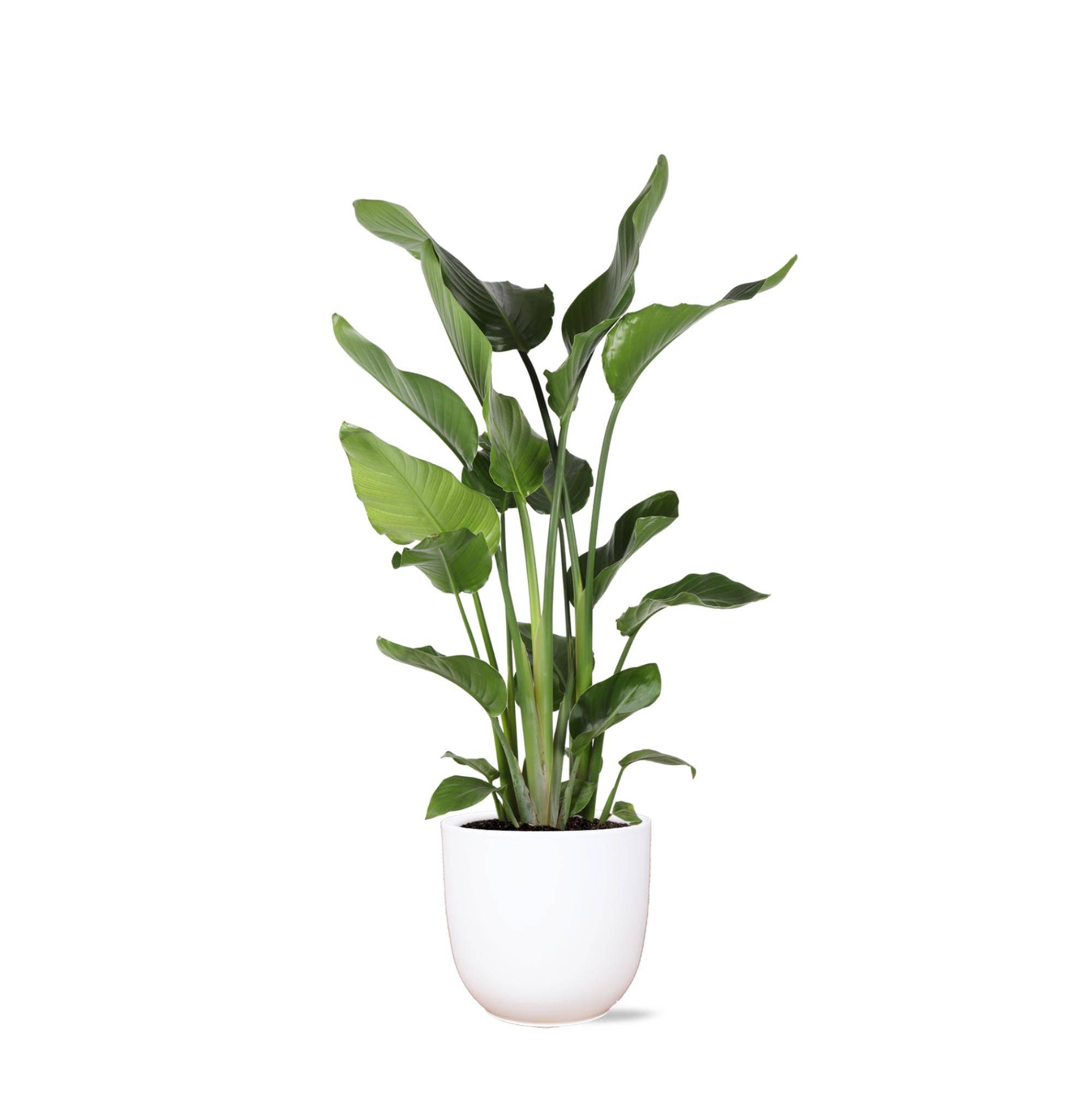 Strelitzia Nicolai et son pot- La Green Touch Blanc - Hauteur 120cm
