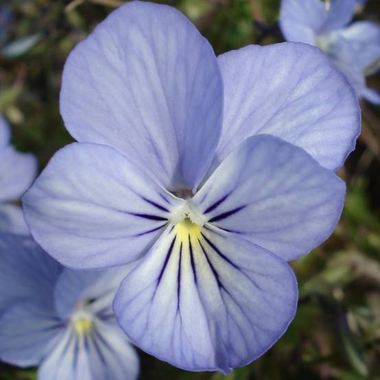 Promesse de Fleurs - Viola Cornuta Icy but spicy Godet de 8/9 cm