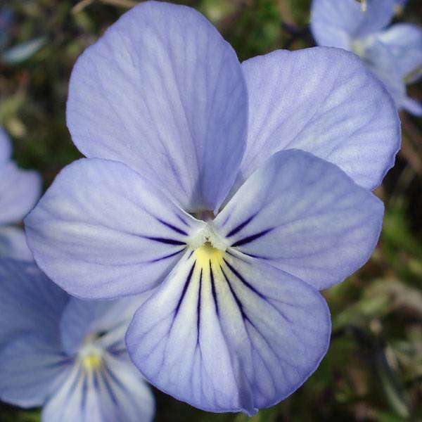 Promesse de Fleurs - Viola Cornuta Icy but spicy Godet de 8/9 cm