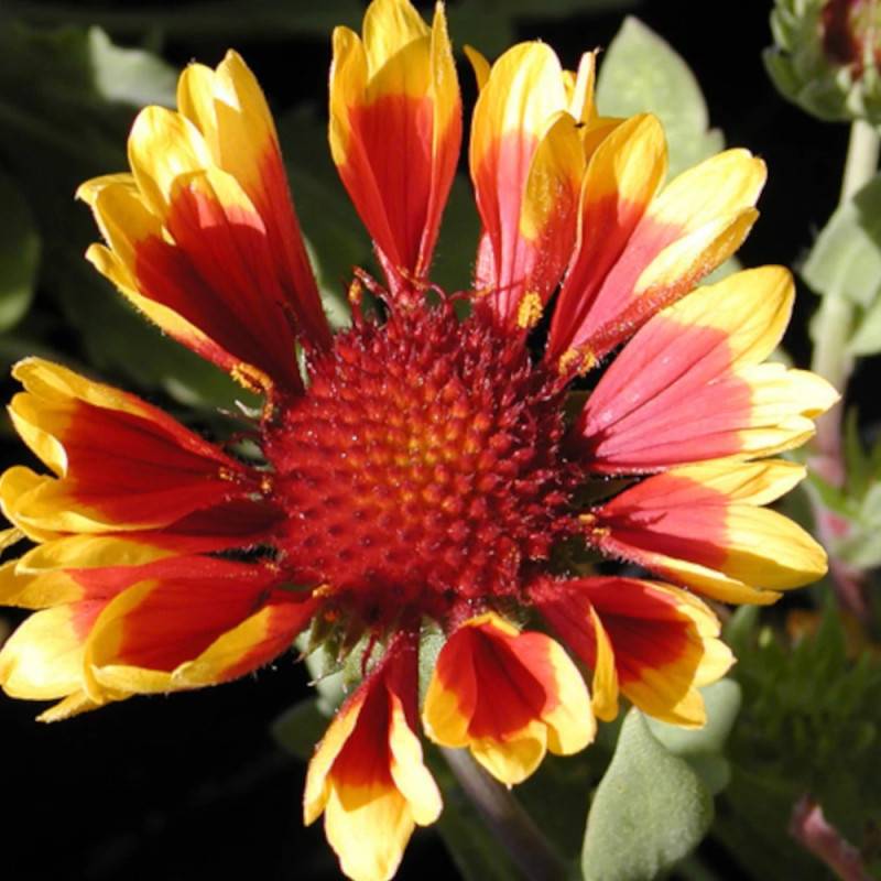 Gaillarde Kobold à fleurs Jaune - feuillage Caduc - Godet - 5/20 cm-  hauteur à maturité De 0,15 m à 0,50 m