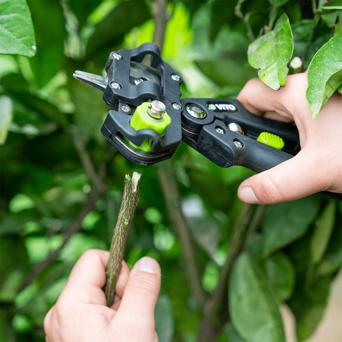 Pince à greffer 3 Lames Sécateur de jardin Végétaux , Arbres fruitiers , Outil de coupe VITO - Imagen 6
