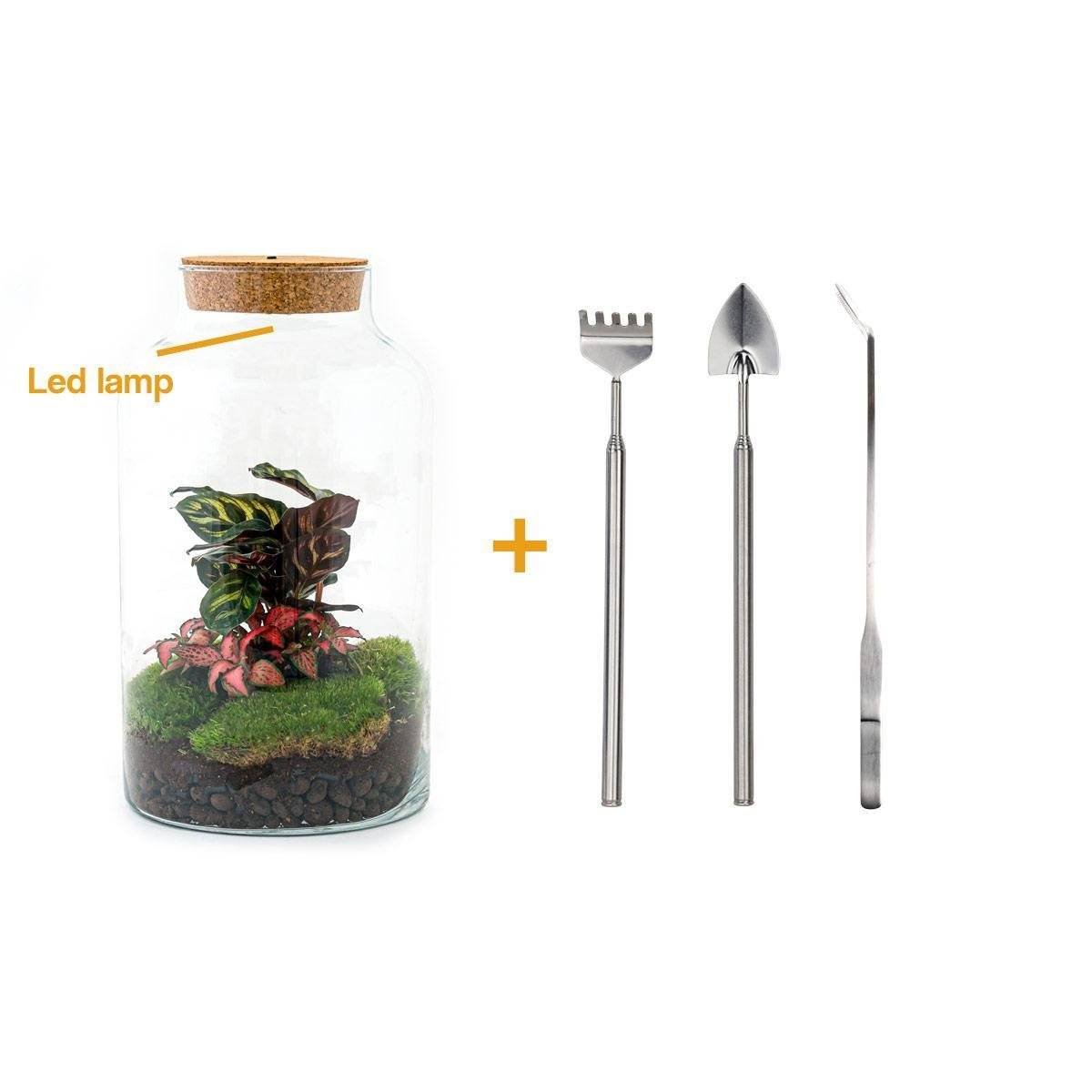 La Green Touch - Kit Terrarium DIY - MILA- La Green Touch Avec LED Calathea + Fittonia - Rateau + Pelle + Pince
