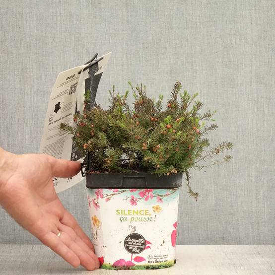 Promesse de Fleurs - Bruyère d'Hiver - Erica x darleyensis Kramer's Rote Pot de 2L/3L - Image 2