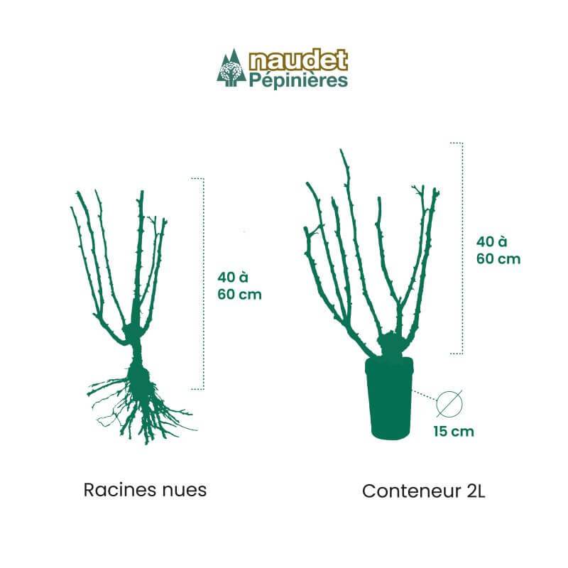 Rosier grosse fleur 'Virgo' - Conteneur 3L - Pépinières Naudet - Image 3