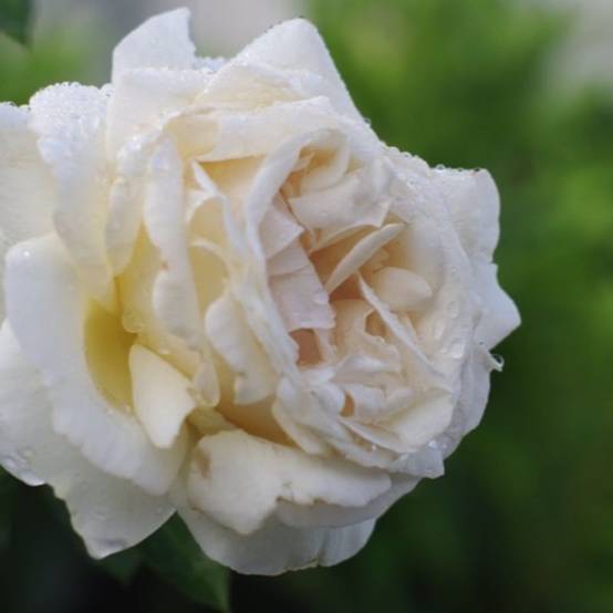 Rosier grosse fleur 'Virgo' - Conteneur 3L - Pépinières Naudet - Image 1