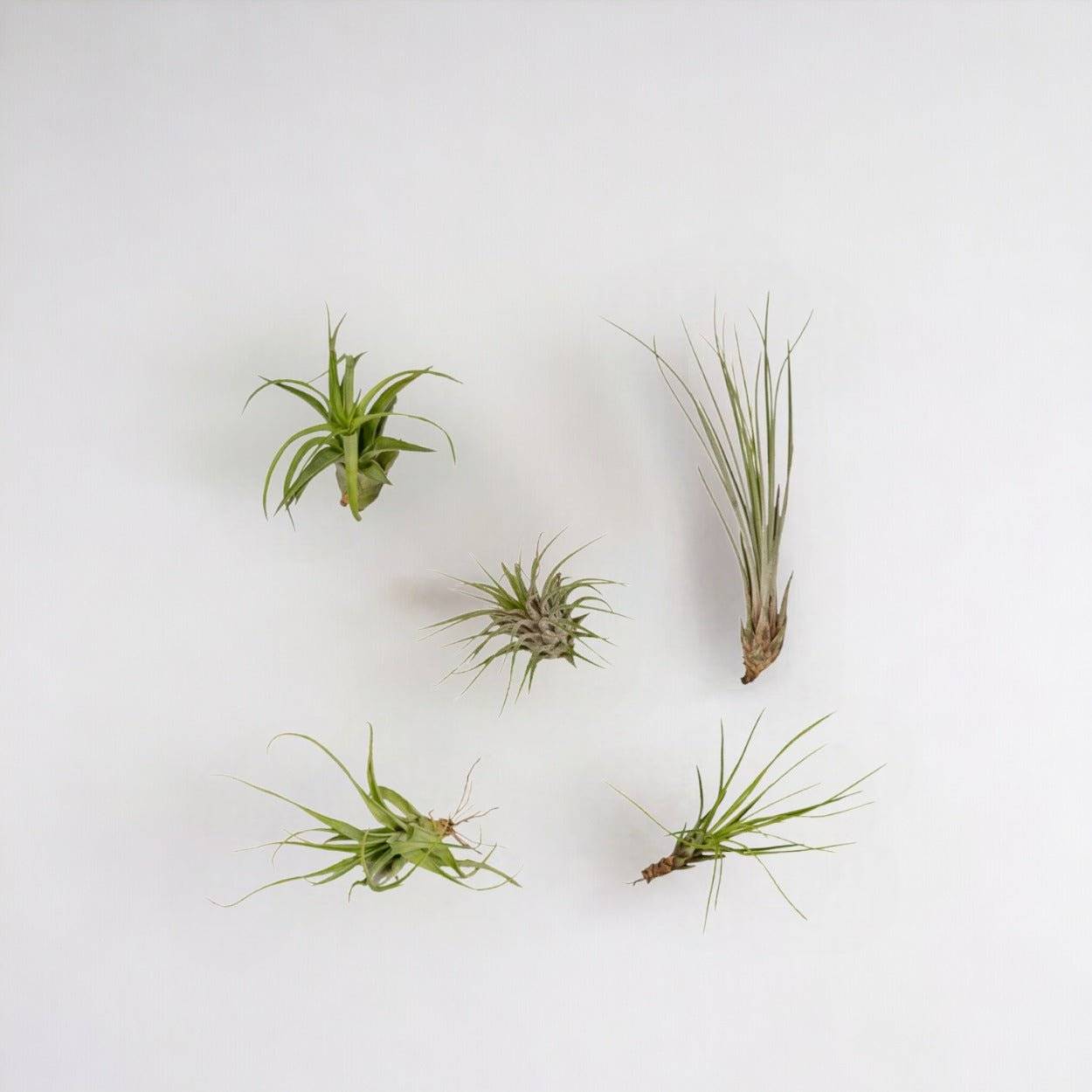 Coffret Tillandsia - H60cm