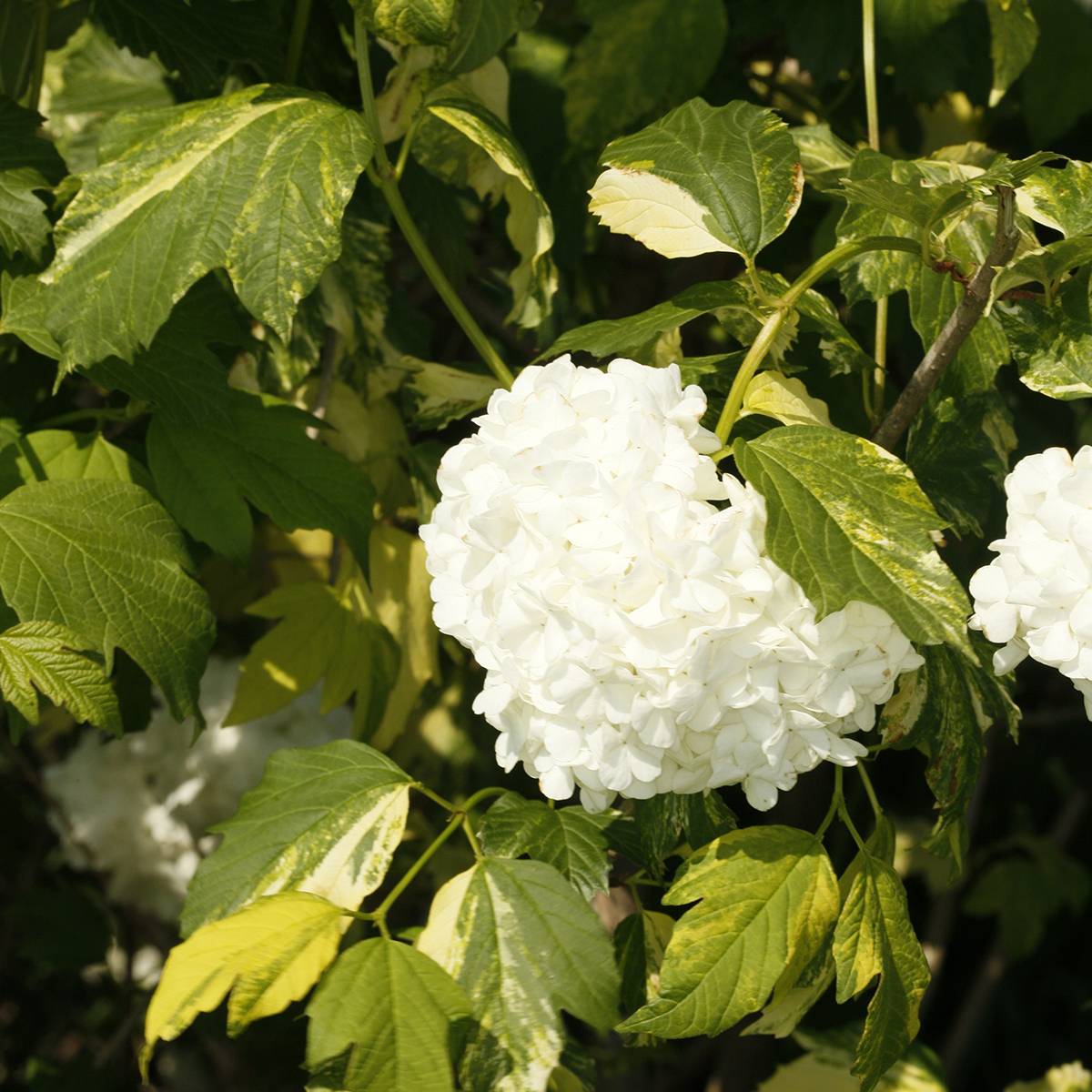 Viorne obier - Viburnum opulus Pechcin Pot de 3L/4L