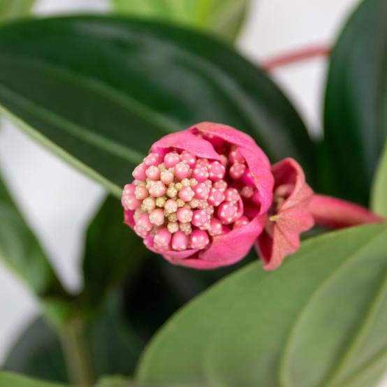 Medinilla magnifica 'Flamenco' - Medinilla - Plante d’intérieur - Facile d’entretien - 50-60 cm - Image 3