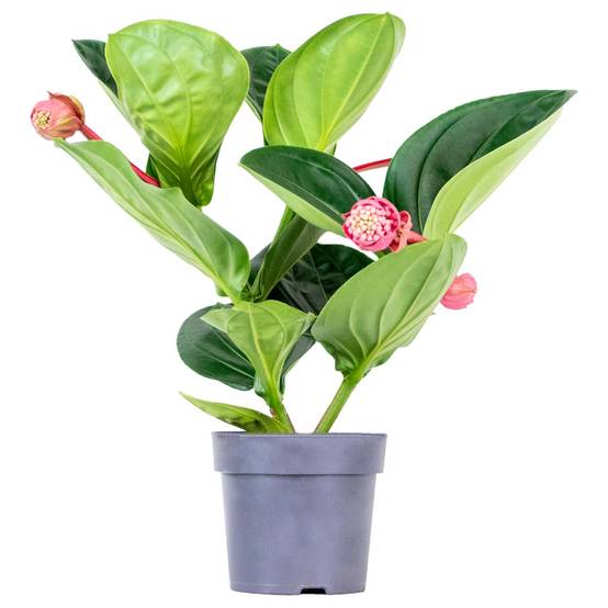 Medinilla magnifica 'Flamenco' - Medinilla - Plante d’intérieur - Facile d’entretien - 50-60 cm - Image 1