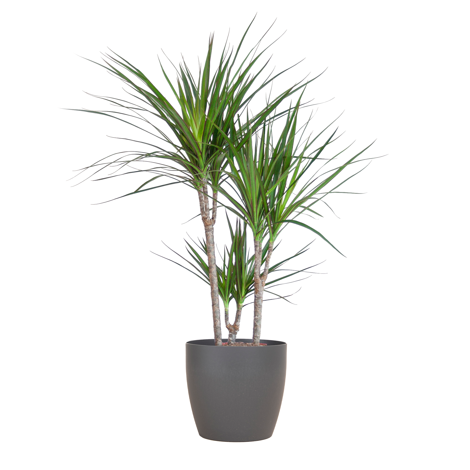Dracaena Marginata - Pot de 21cm - Gris - Plantes d'intérieur - Image 1