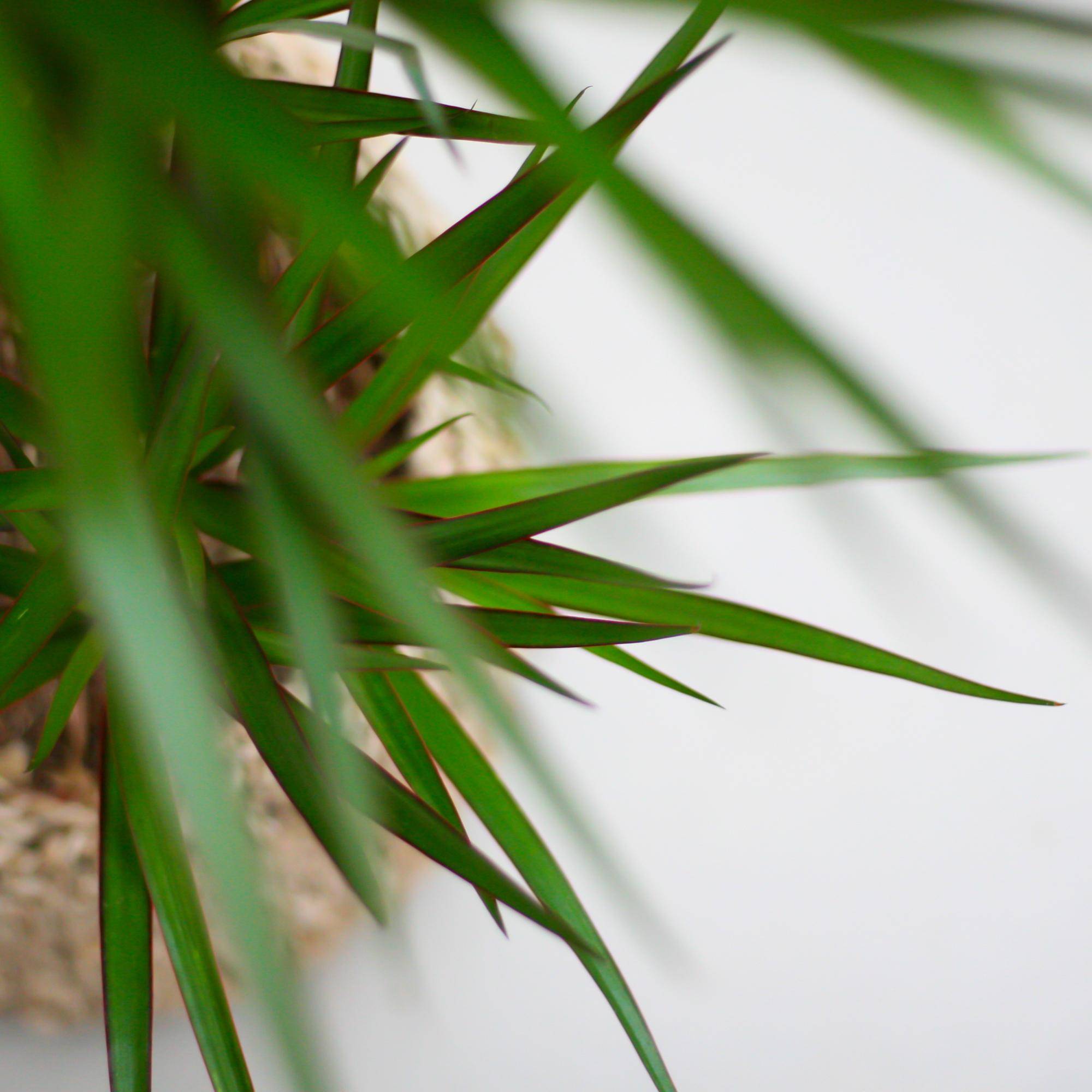 Dracaena Marginata - Pot de 21cm - Gris - Plantes d'intérieur - Image 5