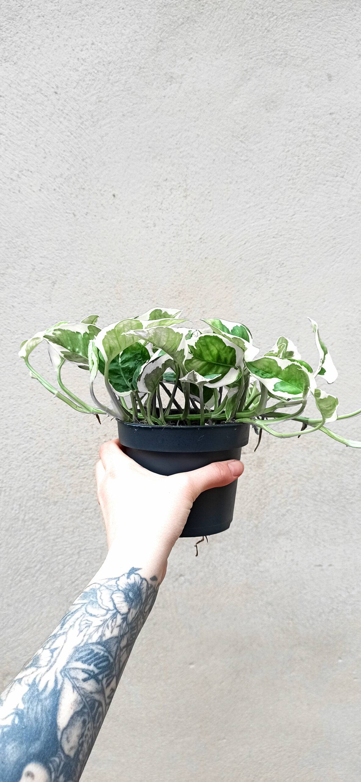 Scindapsus "pothos" N'Joy Small D. 6cm H. 15cm - Plante d'intérieur - IndoorPoppies - Image 2