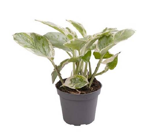 Scindapsus "pothos" N'Joy Small D. 6cm H. 15cm - Plante d'intérieur - IndoorPoppies - Image 1