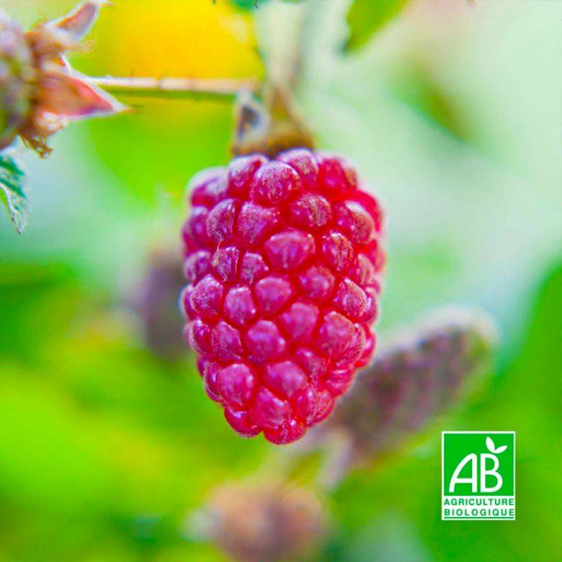 Mûre de Logan BIO (Rubus 'Loganberry') - Godet 9cm - Pépinières Naudet