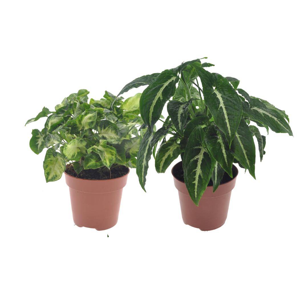 Box - 2 syngonium 20cm - Plante d'intérieur- La Green Touch