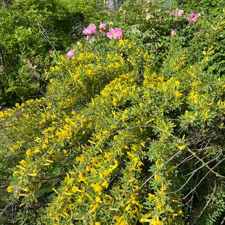 Genêt précoce - Cytisus praecox Allgold Pot de 2L/3L