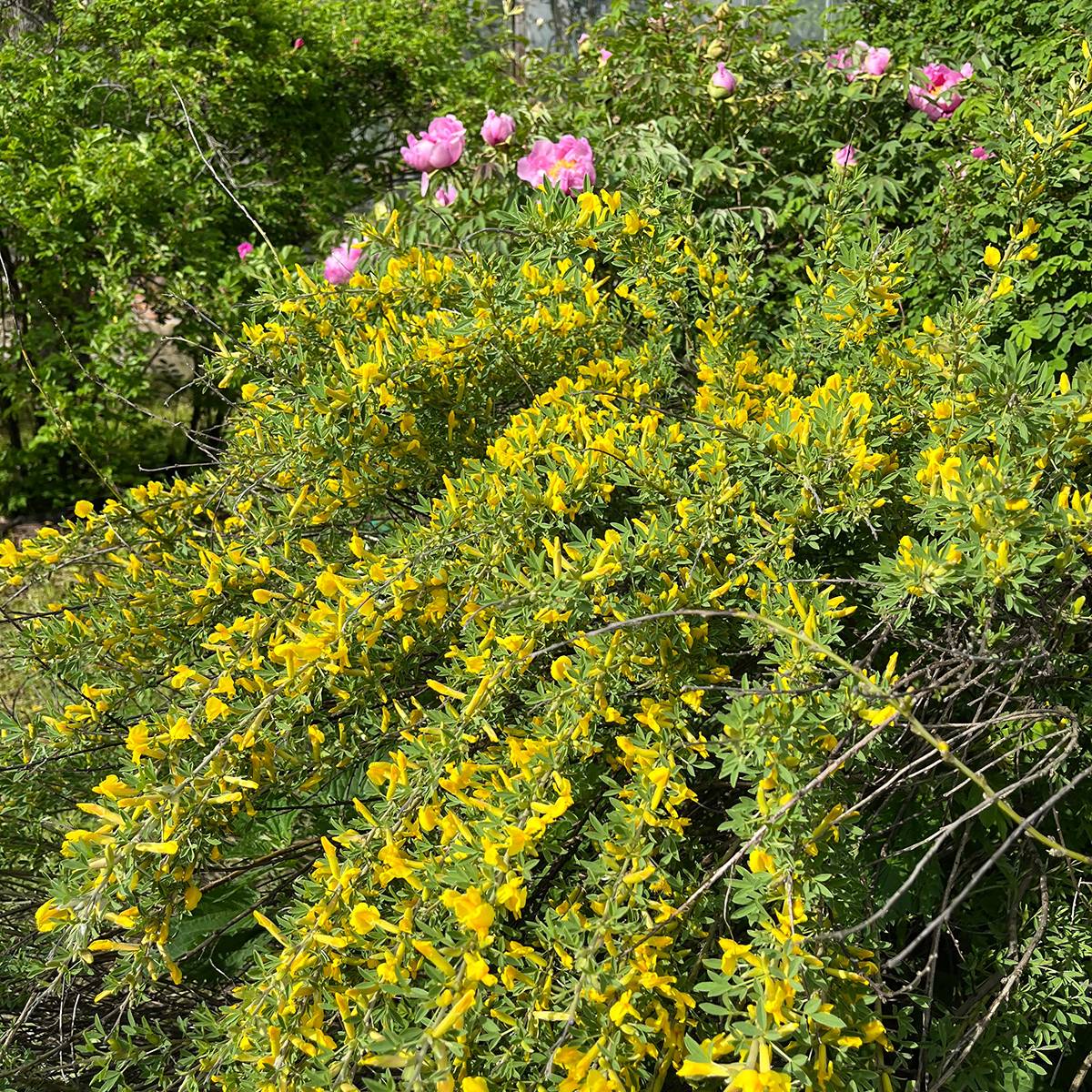 Genêt précoce - Cytisus praecox Allgold Pot de 2L/3L - Image 1