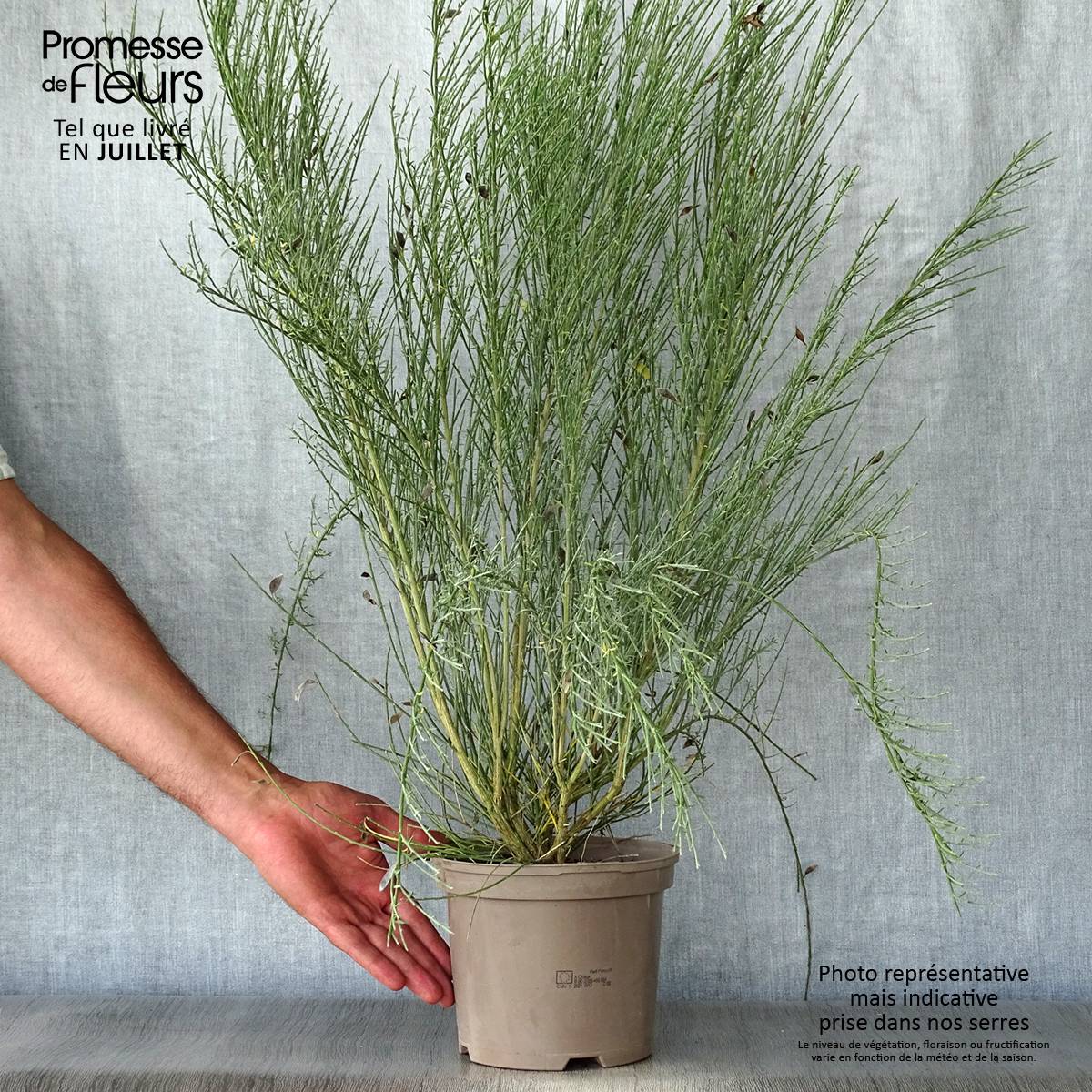 Genêt précoce - Cytisus praecox Allgold Pot de 2L/3L - Image 2