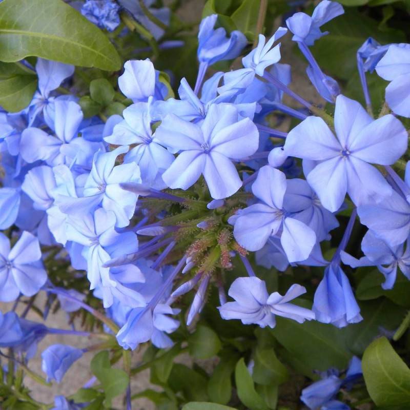 Plumbago du Cap, Dentaire du Cap à fleurs Bleue - feuillage Semi-Persistant - Pot de 3L - Echelle bambou 60/120 cm-  hauteur à maturité De 2,00 m à 2, - Imagen 2
