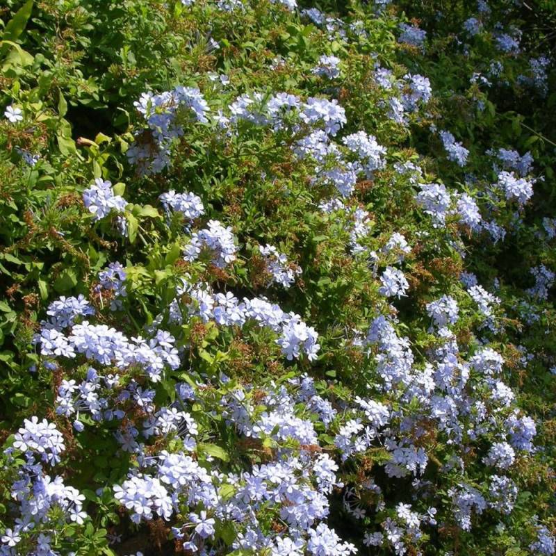 Plumbago du Cap, Dentaire du Cap à fleurs Bleue - feuillage Semi-Persistant - Pot de 3L - Echelle bambou 60/120 cm-  hauteur à maturité De 2,00 m à 2, - Imagen 1