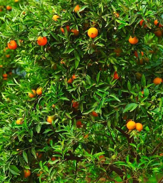 0 - Citrus clementina var. Oronules (Très gouteux et juteux) Pot de 9 litres -140/160 cm - Image 3