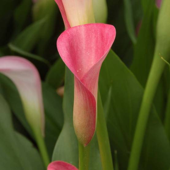 Arum ou Calla rose - Zantedeschia rehmannii Bulbe calibre 14+ (par 3)