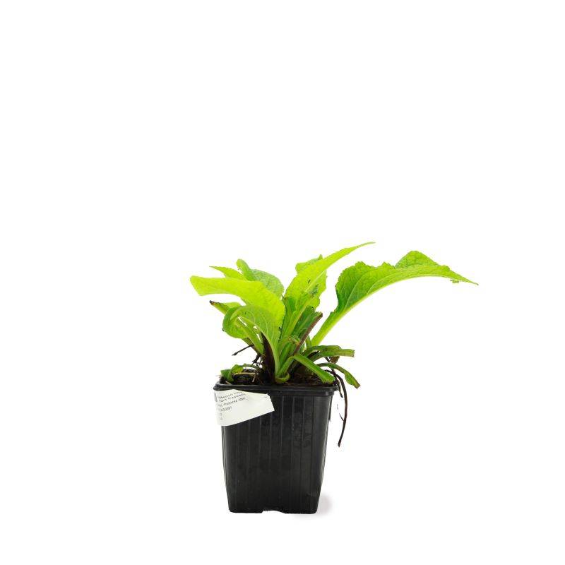 3 Digitales Blanches (Digitalis Purpurea 'Alba') - Lot de 3 vivaces - Pépinières Naudet - Image 2