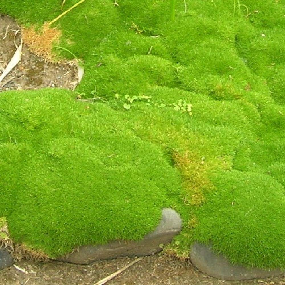 Scleranthus uniflorus - Scléranthe  Pot de 1,5L/2L