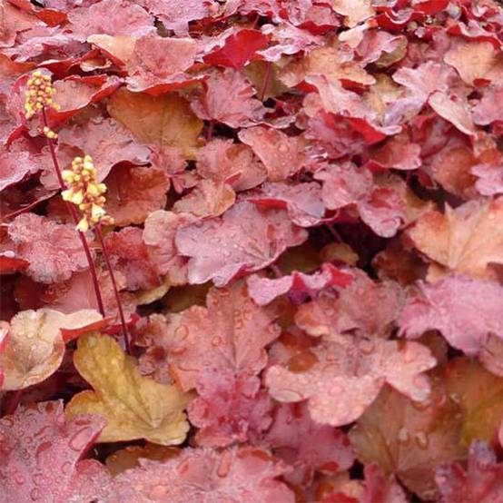 Heuchère - Heuchera Little Cutie Blondie Godet de 8/9 cm
