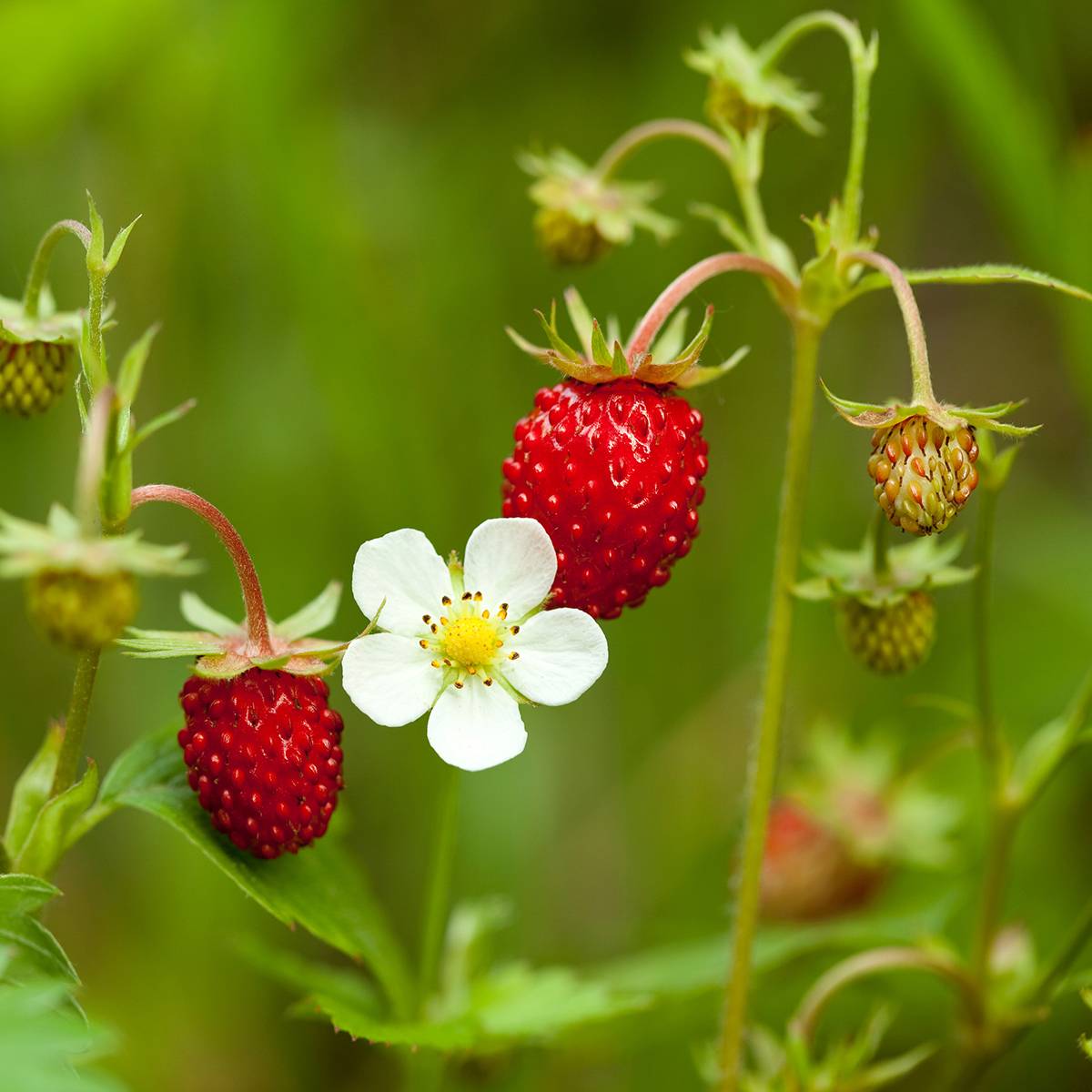 Fraisier des 4 saisons -  Fraise des bois le sachet de 600 graines environ (0,2g)