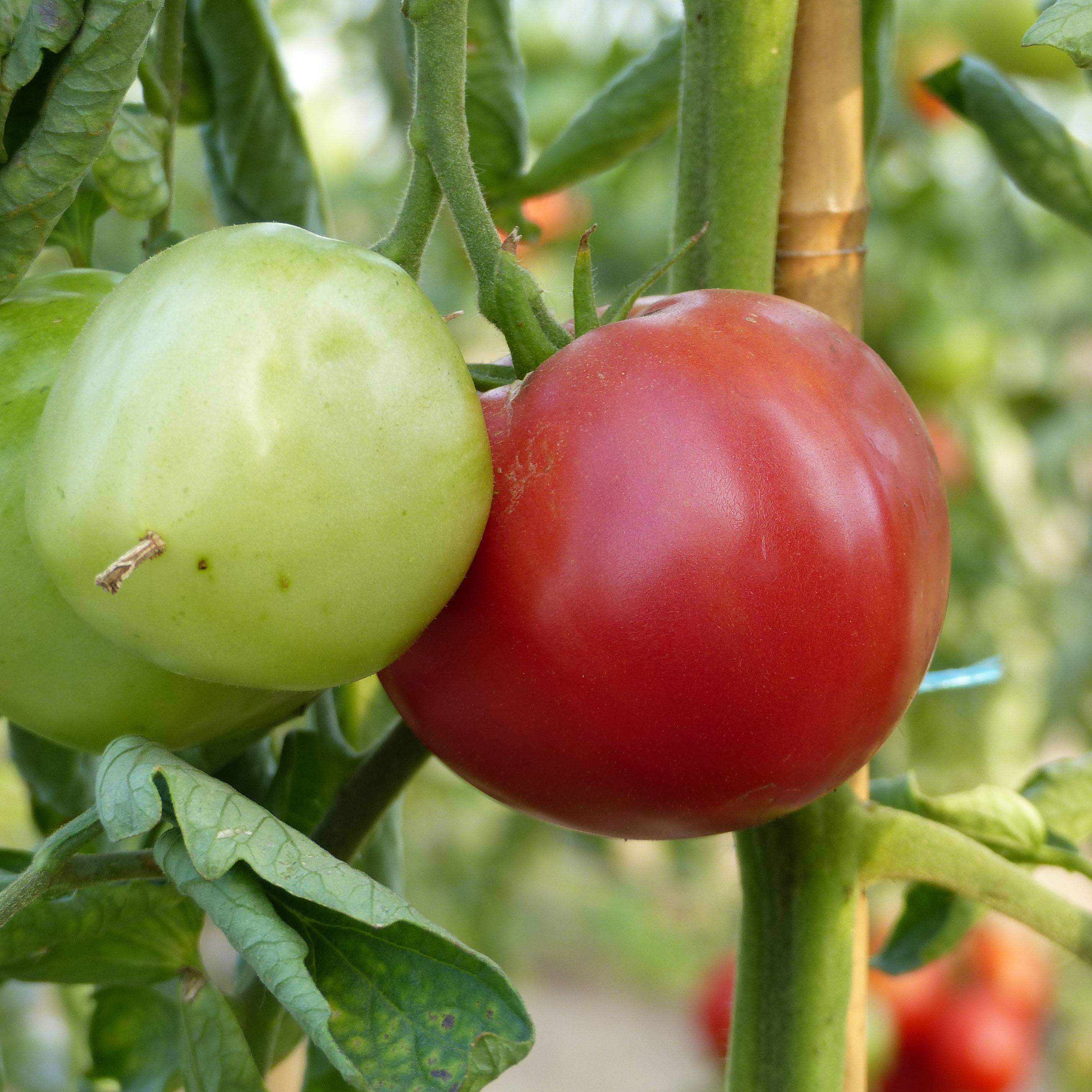 Tomate Rose de Berne - Solanum lycopersicum  le sachet de 50 graines environ (0,2g)