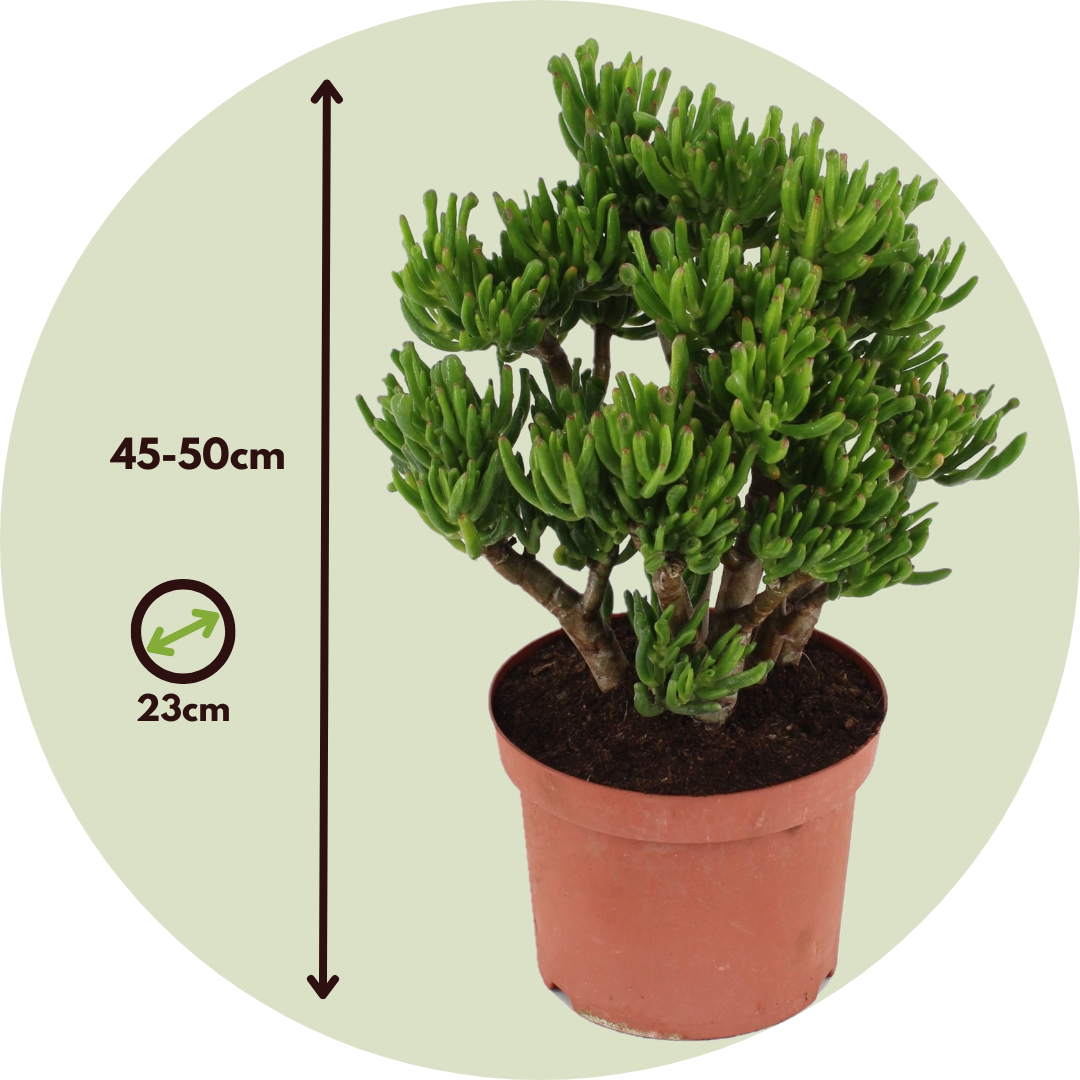 Plant In A Box - Arbre de jade - Crassula ovata 'Hobbit' - Hauteur 45-50cm - ⌀23cm - Image 4