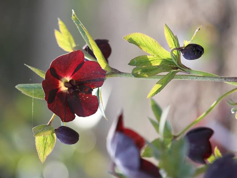 Promesse de Fleurs - Hellébore orientale Noire Pot de 1,5L/2L - Image 2