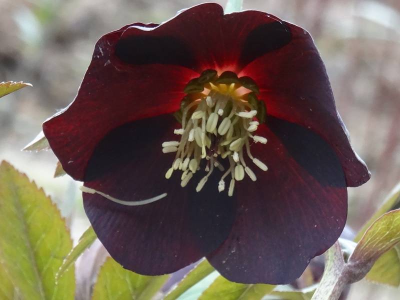 Promesse de Fleurs - Hellébore orientale Noire Pot de 1,5L/2L - Image 3