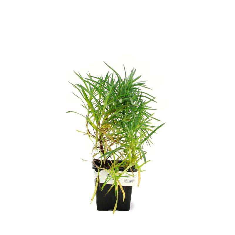 3 Oeillets Mignardise (Dianthus Plumarius 'Maggie') - Lot de 3 vivaces - Pépinières Naudet - Imagen 1