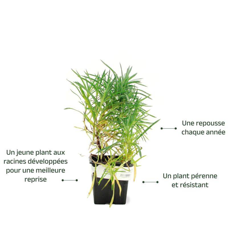 3 Oeillets Mignardise (Dianthus Plumarius 'Maggie') - Lot de 3 vivaces - Pépinières Naudet - Imagen 2