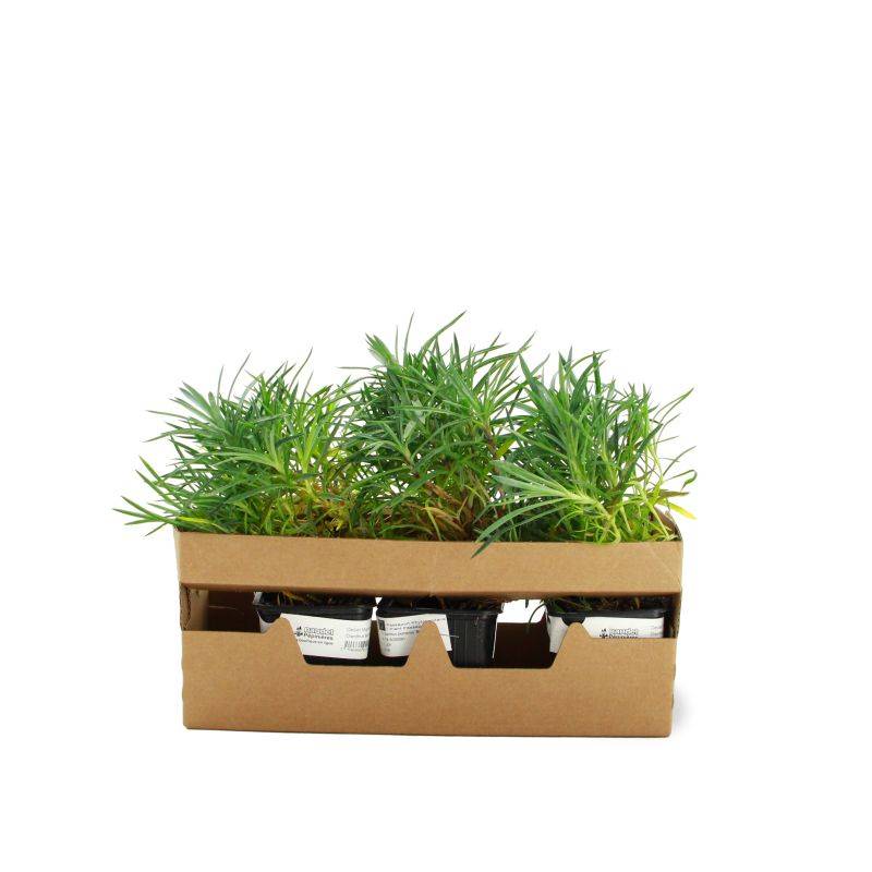 3 Oeillets Mignardise (Dianthus Plumarius 'Maggie') - Lot de 3 vivaces - Pépinières Naudet - Imagen 3