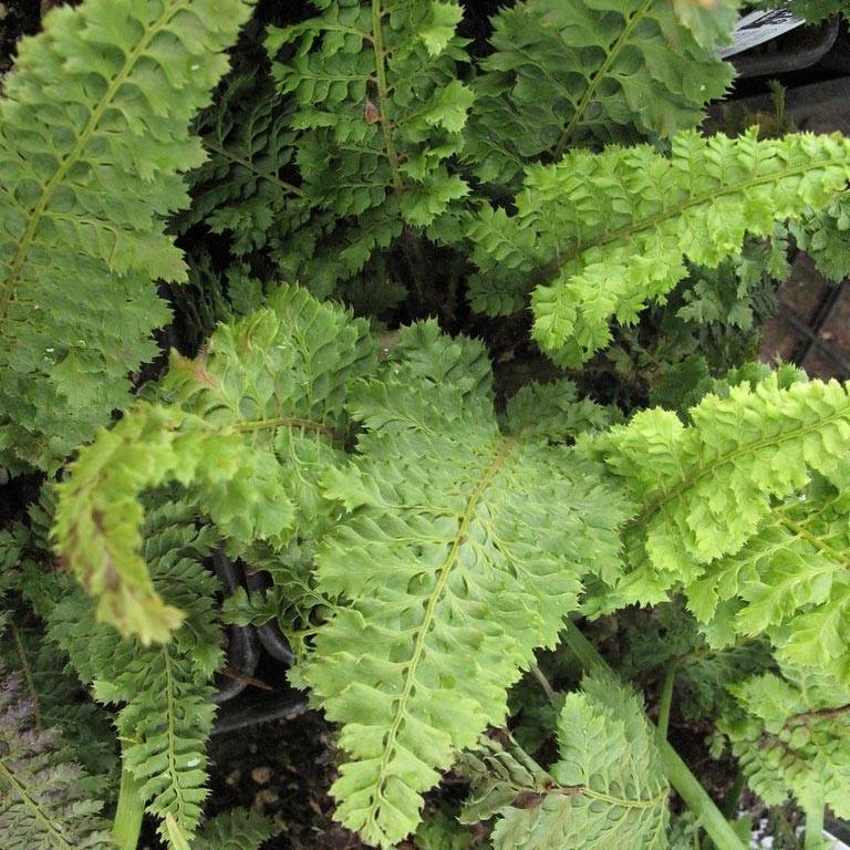 Aspidie à cils raides Congestum - Polystichum setiferum Pot de 2L/3L