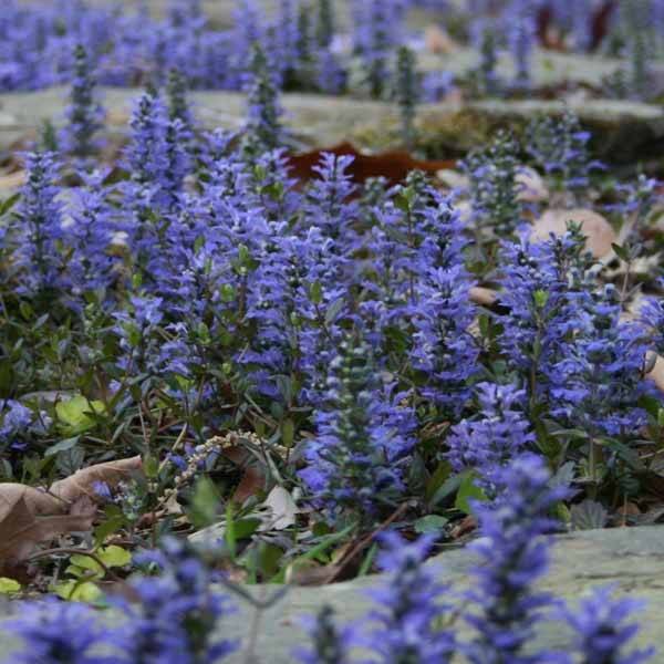 Bugle rampante - Ajuga reptans Godet de 8/9 cm