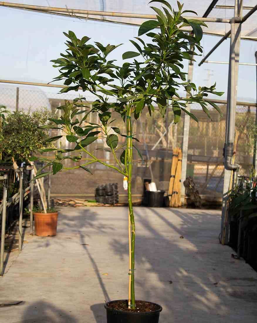 Sans Marque - Avocatier : Persea americana var. Hass ADULTE (De greffe) Couleur floraison:Blanc - Taille:Pot de 12 litres ? 160/180 cm - Image 3