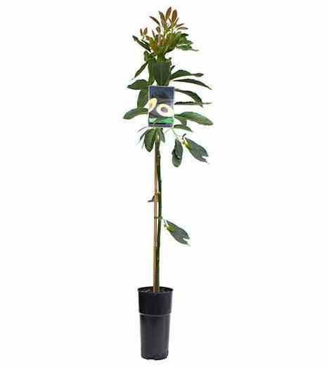 Sans Marque - Avocatier : Persea americana var. Hass ADULTE (De greffe) Couleur floraison:Blanc - Taille:Pot de 12 litres ? 160/180 cm - Image 4
