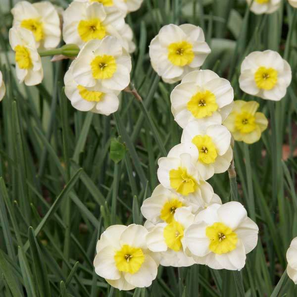 Promesse de Fleurs - Narcisse Sun Disc Bulbe calibre 10+ (par 10)
