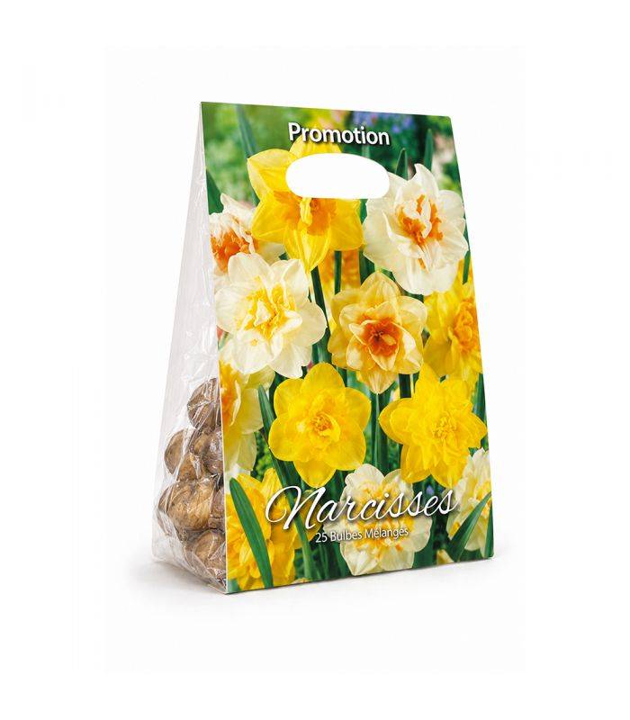 Narcisses doubles Sgaravatti 25 bulbes en mélange, floraison printanière généreuse pour massifs et bouquets - NAR81 - Image 2