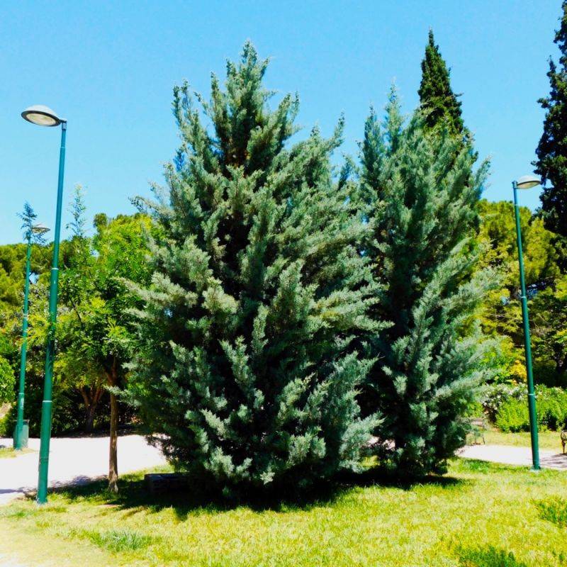 Cyprès de l'Arizona (Cupressus arizonica) - Godet - Taille 20/40cm - Pépinières Naudet - Imagen 1